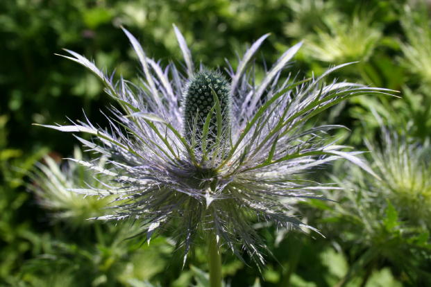 Eryngium alpinum / Regina delle Alpi